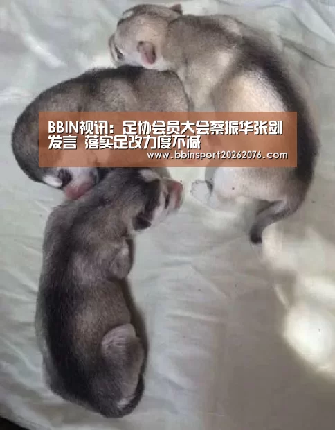 BBIN视讯:足协会员大会蔡振华张剑发言 落实足改力度不减(图1) BBIN电子